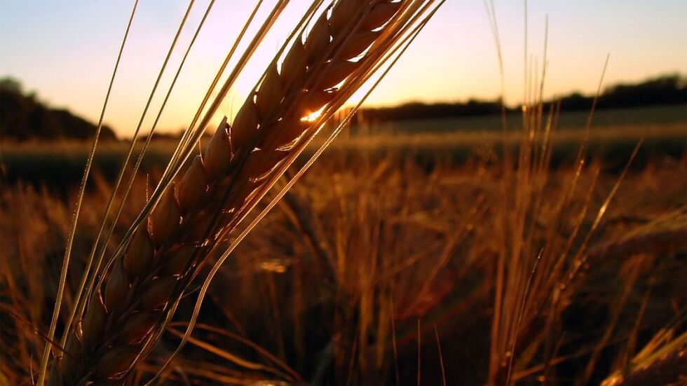 НАСА: Русия е ожънала пшеница в окупираните украински територии в за близо 1 млрд. долара