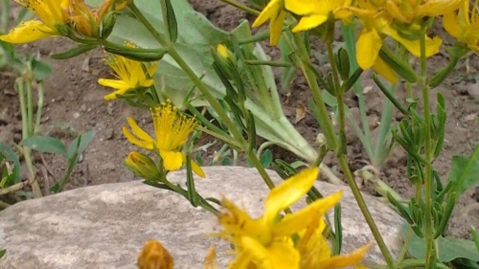 Жълтият кантарион - венецът на билките