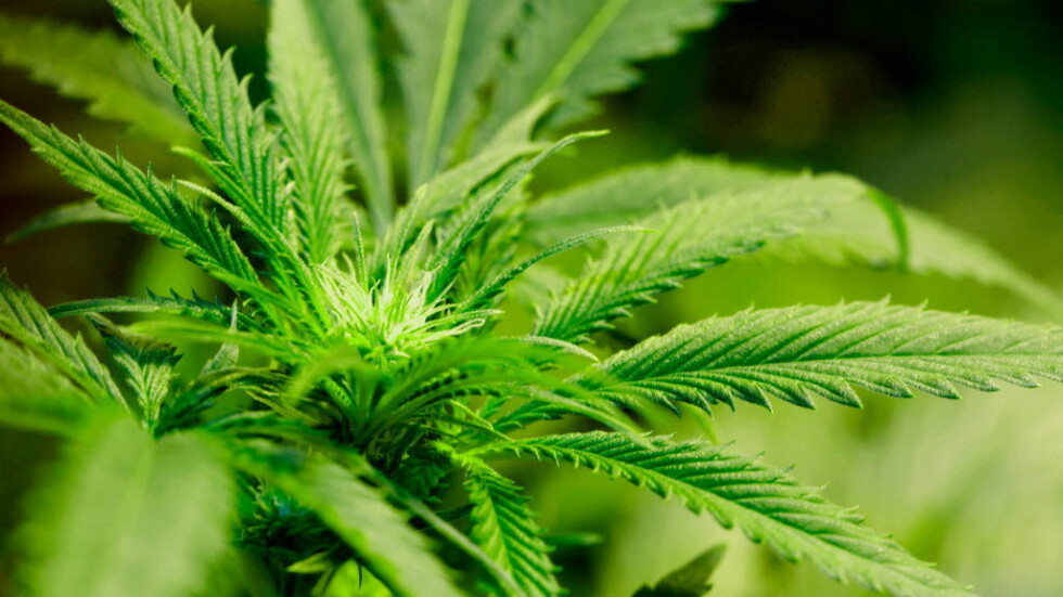 Ще спадне ли употребата на наркотици, ако легализираме марихуаната?