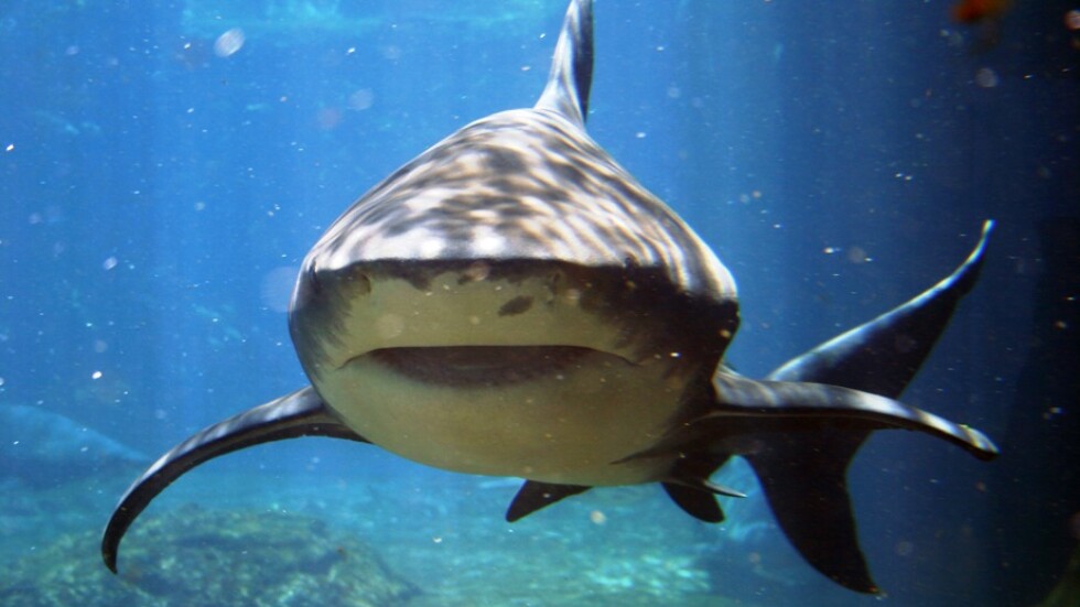 Неочаквана среща: Плувци преминаха опасно близо до акули