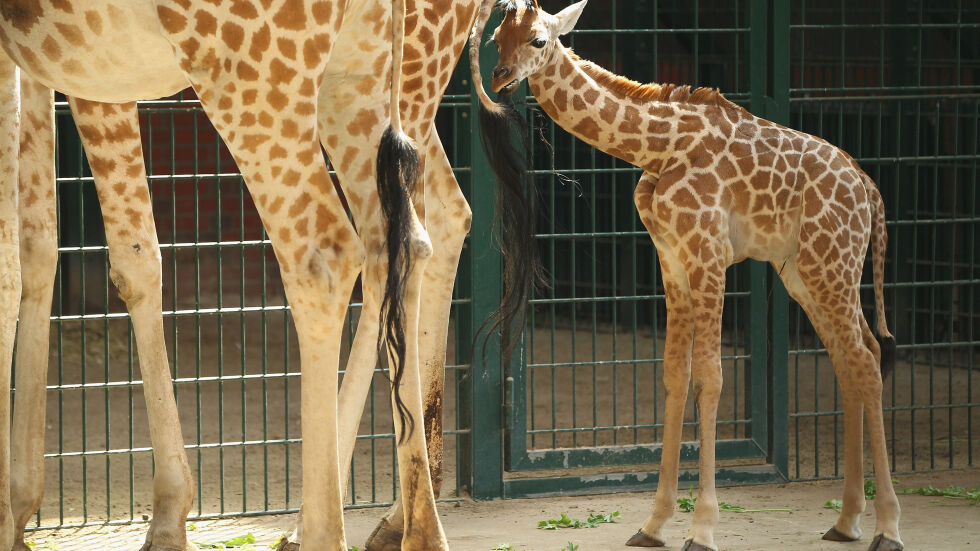 Жираф уби малко дете в ловен парк в Южна Африка