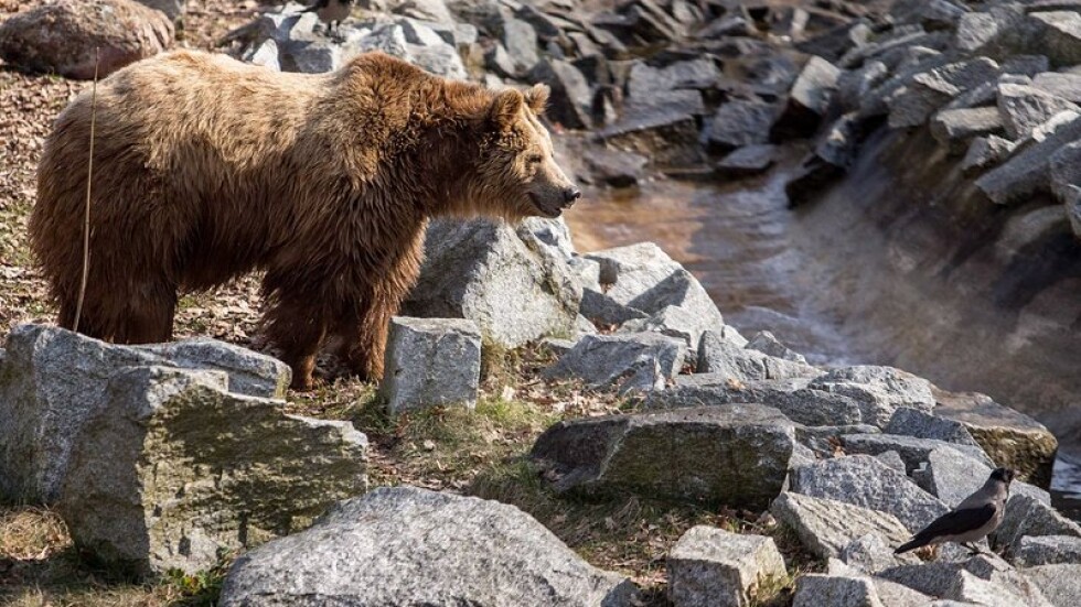 Министерството на туризма рекламира България с лов на защитена мечка и американски видове