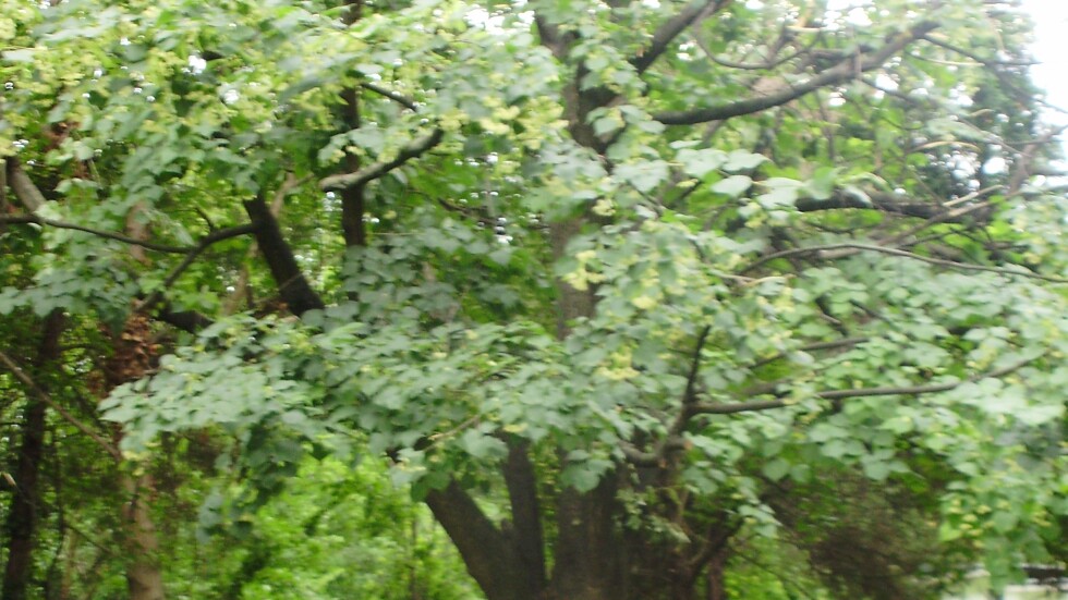  „Зелени системи“ в София следи 600 000 дървета: Колко от тях са опасни?