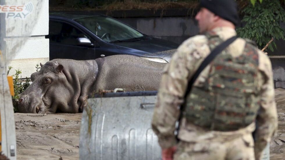 Разрушения и диви животни из Тбилиси след наводнението (СНИМКИ)