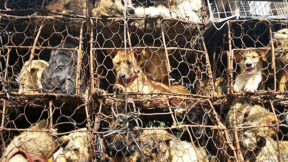 Хиляди се възпротивиха срещу китайски фестивал на кучешкото месо