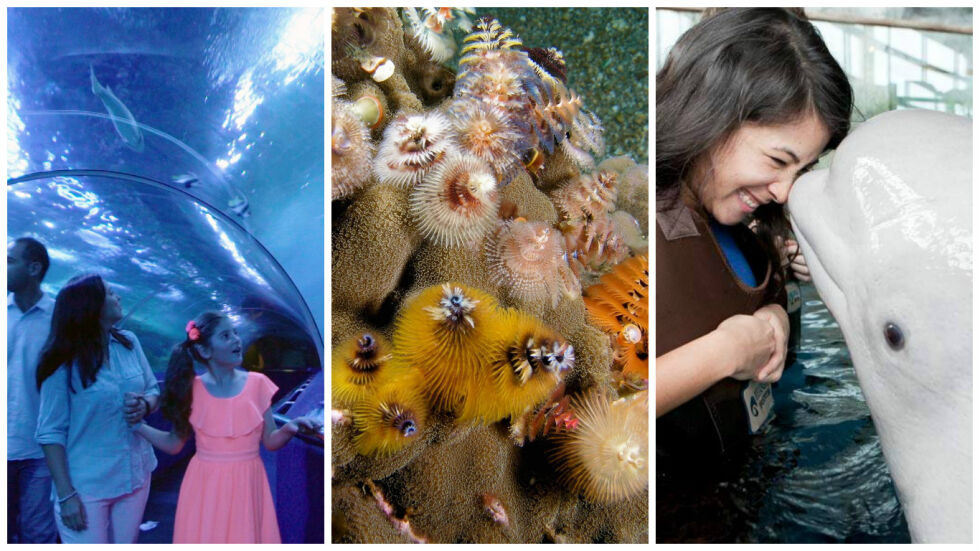 Най-забележителните аквариуми по света