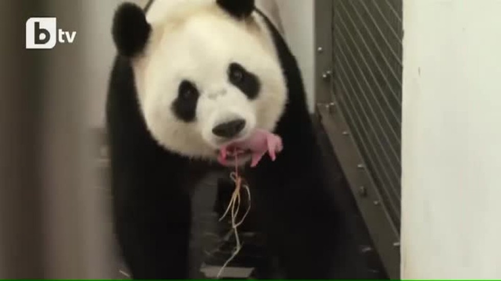 Белгия: Роди се бебе панда, плод на изкуствена инсеминация (ВИДЕО)
