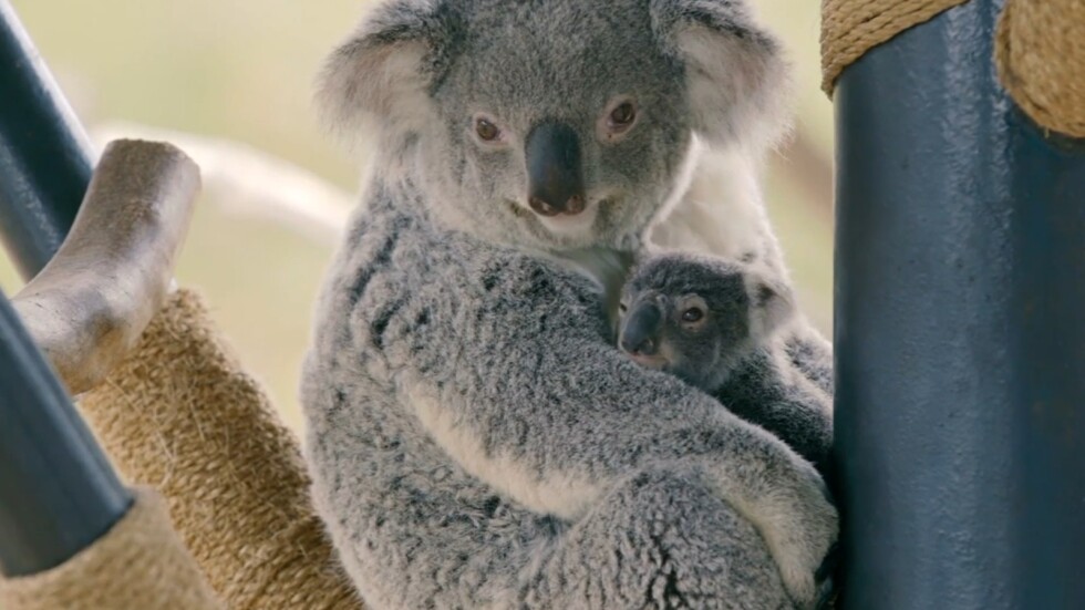 Бебе коала се роди в зоопарк в Маями за първи път от 28 години
