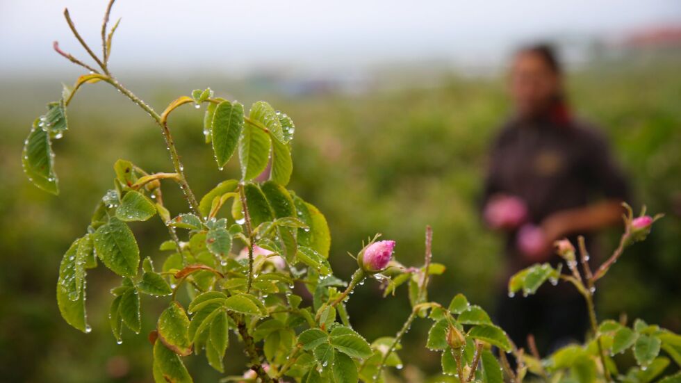 Празник на розата в Казанлък: Какви са проблемите на розопроизводителите?