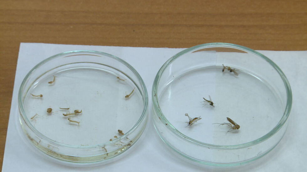 Обществена поръчка предвижда 1 млн. лв за броене на комарите по Дунава