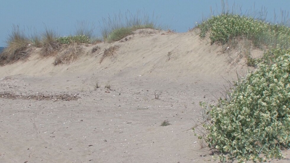 Природозащитници организират протест заради дюните на Корал