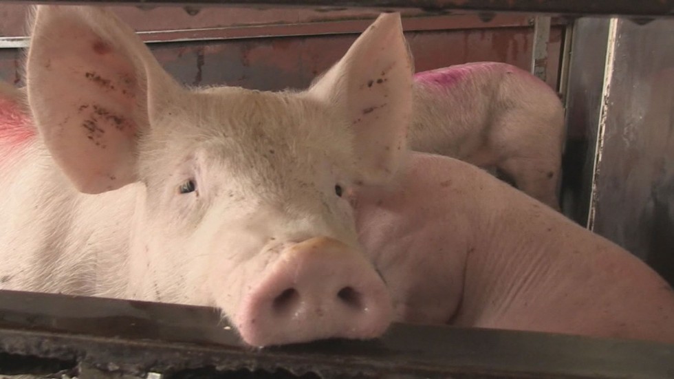 Потвърдиха огнище на чума при свинете в област Враца