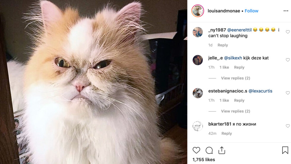 Запознайте се с новата сърдита котка – персийката Луис (СНИМКИ)