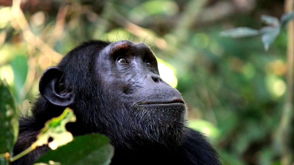 Приматолози: Подвидове шимпанзета са застрашени от изчезване 