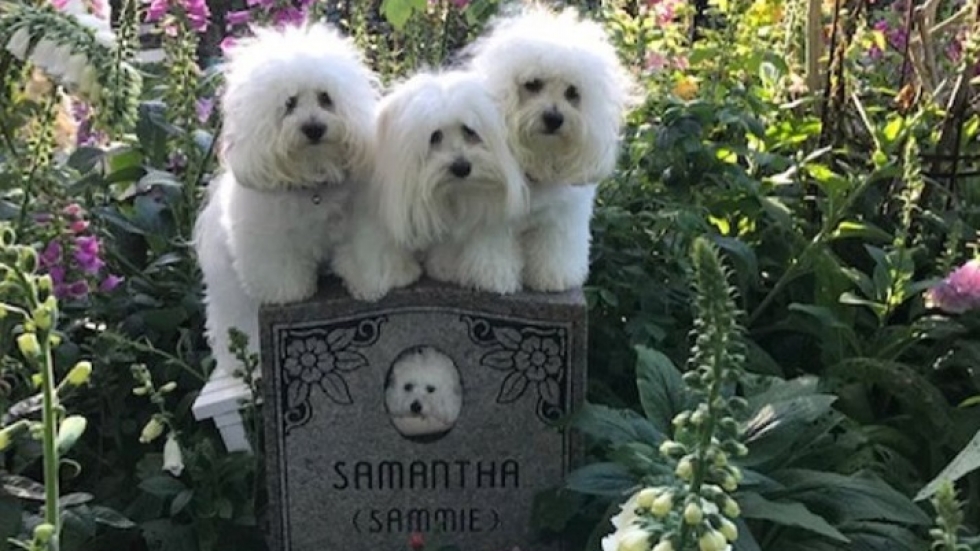 Клонираните кучета на Барбара Стрейзънд посетиха гроба на майка си