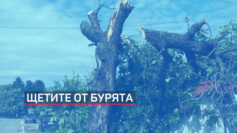 Съборени дървета и унищожена реколта след бурята в Новозагороско