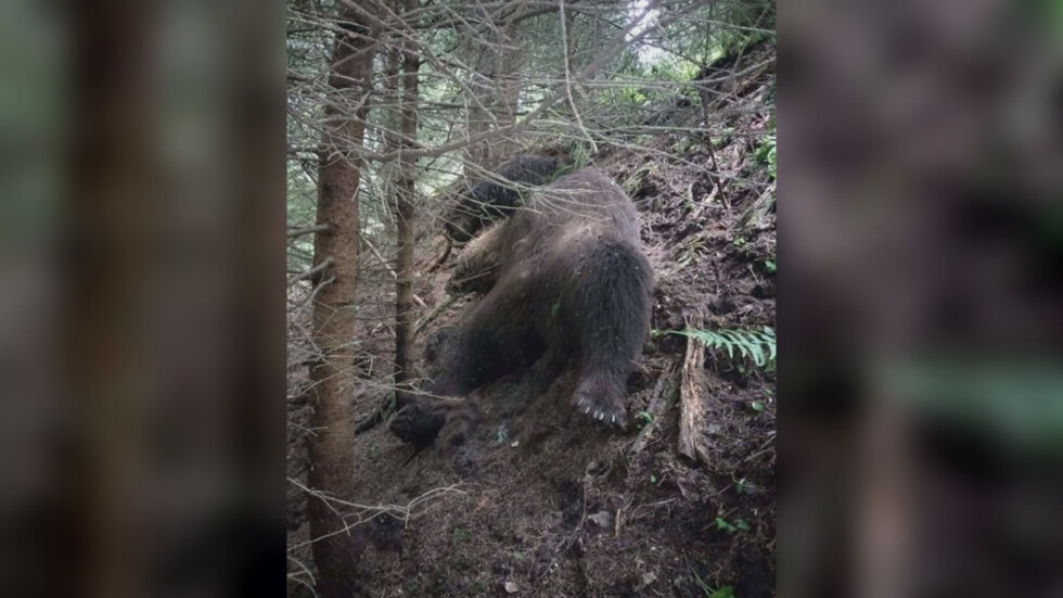 Откриха застреляна кафява мечка в землището на с. Радуил