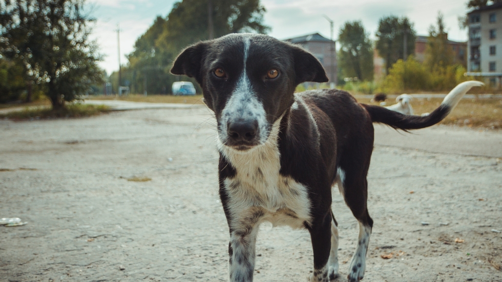 Тъжните обитатели на Чернобил - изоставените кучета
