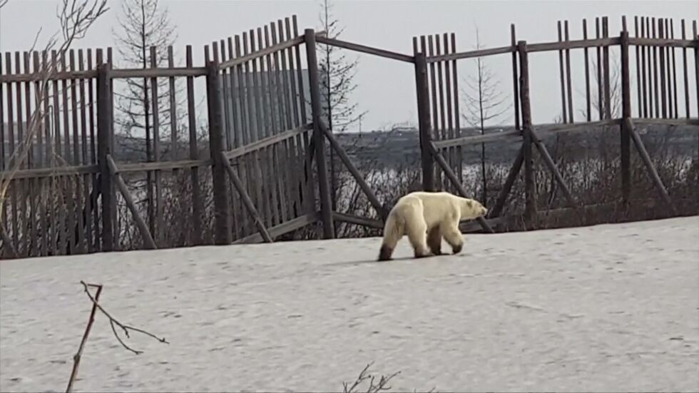 Изгладняла полярна мечка бе забелязана в руски град (ВИДЕО)