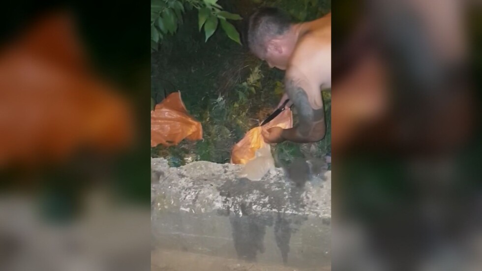 Семейство от Добрич спаси котета, завързани в чували