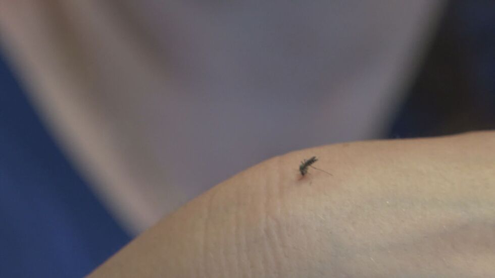 Невероятно масова популация на комари край Дунав тази година
