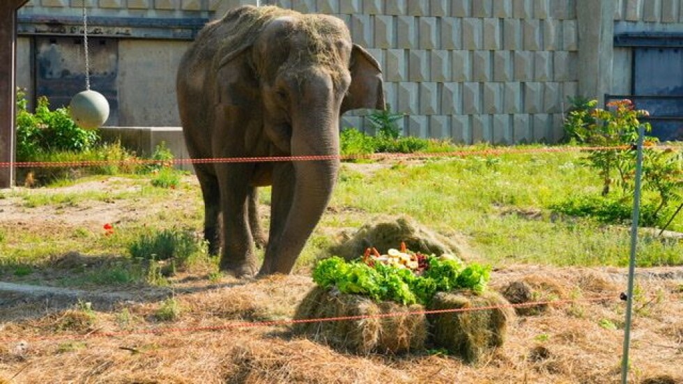 Рожден ден в столичния зоопарк: Слоницата Артайда стана на 58 г.