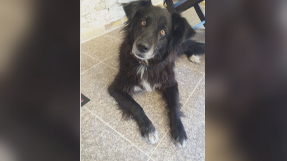 Куче с късмет: Любимецът на дует "Ритон" изчезна в Банкя, откриха го в Созопол