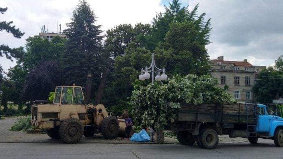 Огромно дърво падна в центъра на Кюстендил