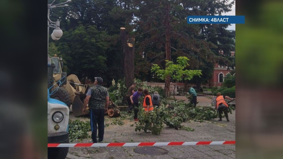 Подменят старите дървета в Кюстендил, след като 2-годишно дете едва не пострада