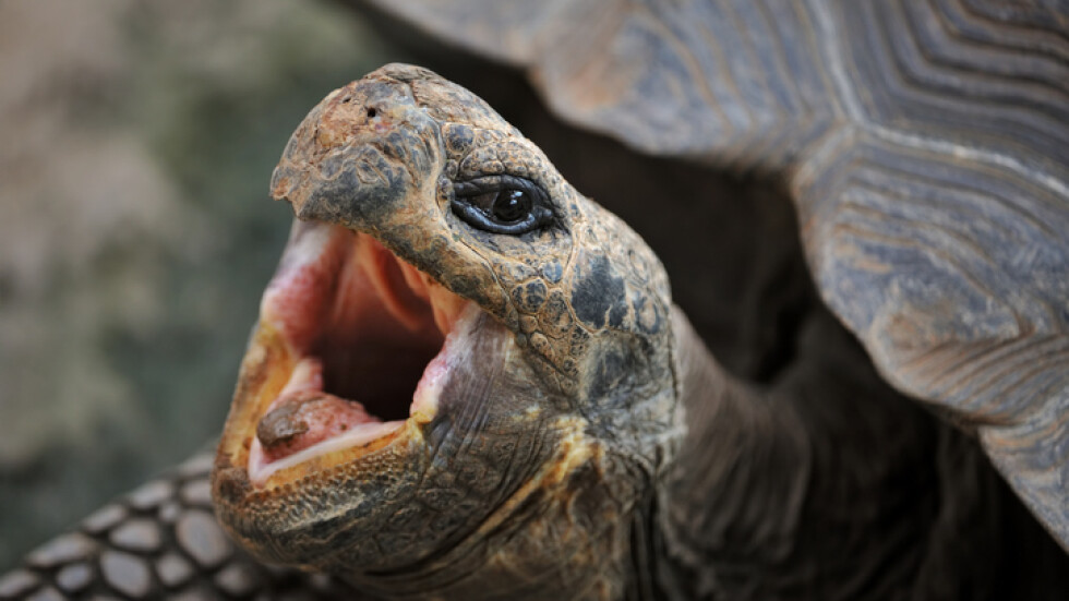 Диего – галапагоската костенурка, която спаси животинския вид, най-накрая се пенсионира (СНИМКИ)