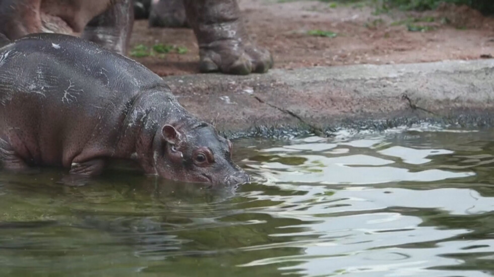 Бебе хипопотам радва посетителите на френски зоопарк