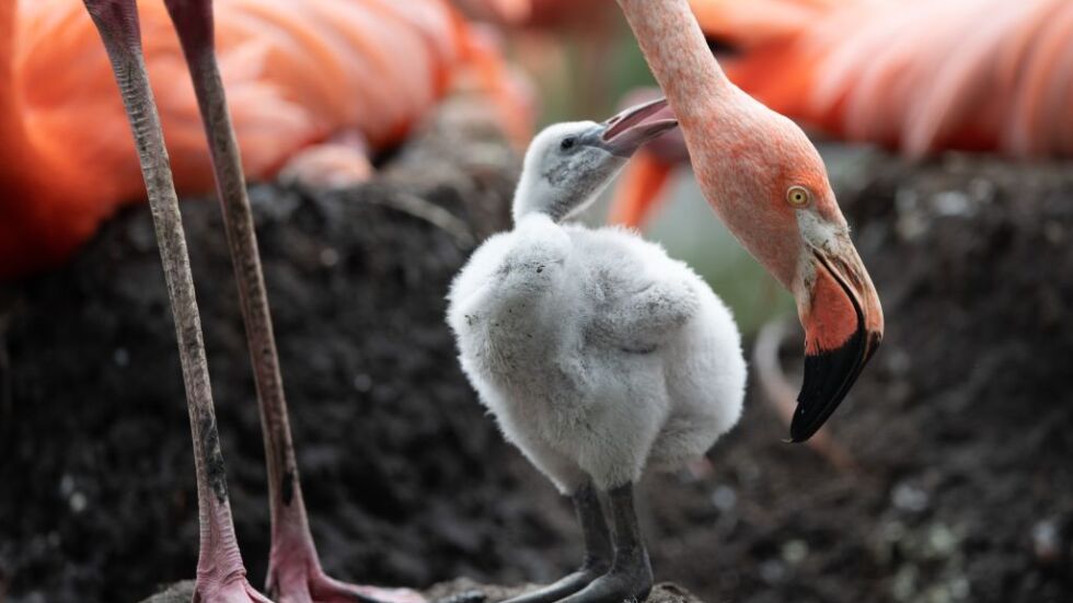 Снимка на деня: Новородено фламинго в зоологическата градина на Дрезден