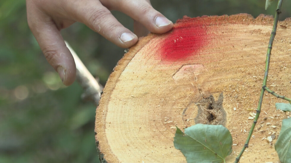 Скандална сеч – берачи на липов цвят отрязаха 37 дървета