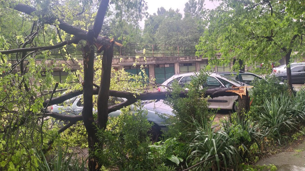 Силна буря събори дървета по улиците на Шумен