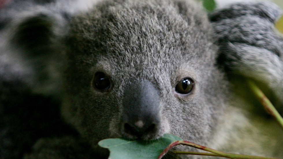 След пожарите в Австралия: коалите са застрашени да изчезнат като вид (ВИДЕО)