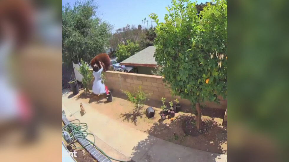 Момиче прогони мечка от двора си с голи ръце (ВИДЕО)