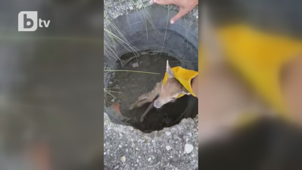 Добро дело: Млади мъже спасиха еленче, пропадналo в бетонна шахта (ВИДЕО)