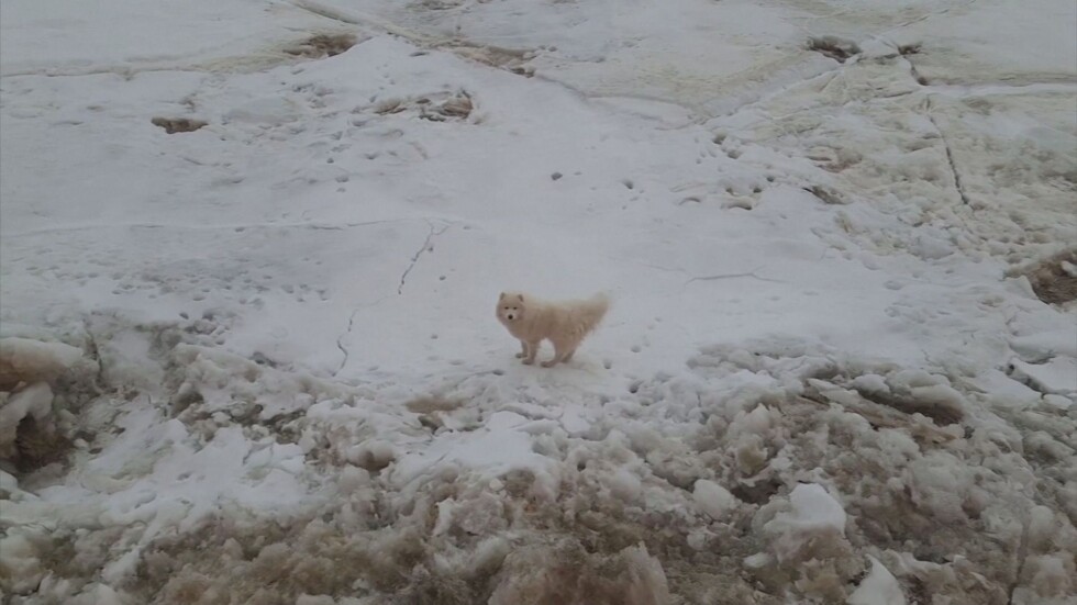 Руски моряци спасиха куче, загубило се в ледовете на Арктика (ВИДЕО)