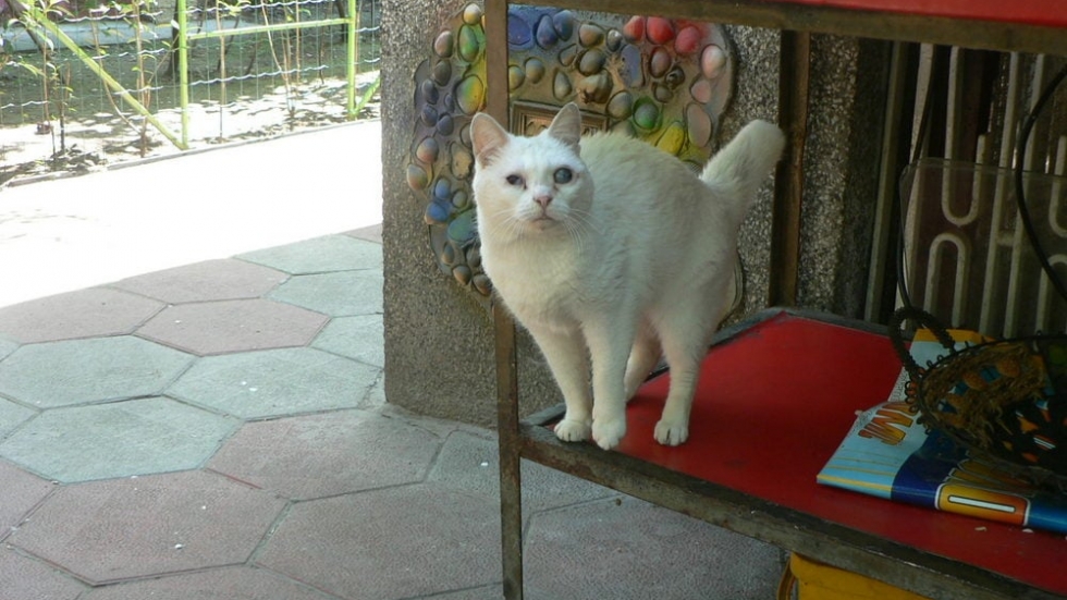 Открадната ли е котката на Недялко Йорданов – поетът в спор с природозащитници