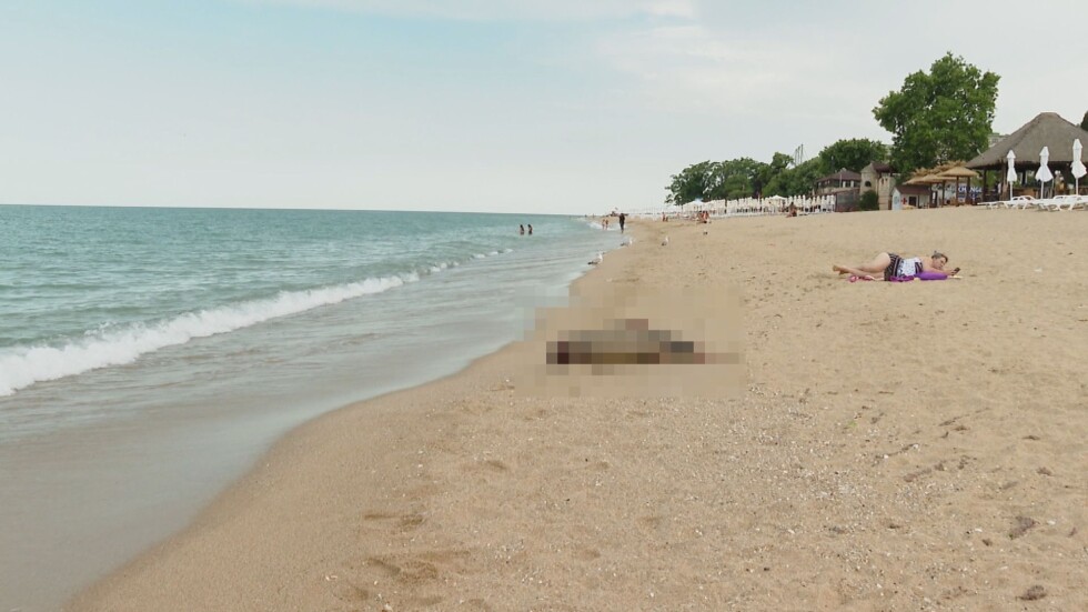 Инцидент на плажа: Сигнал за изхвърлен от морето мъртъв делфин