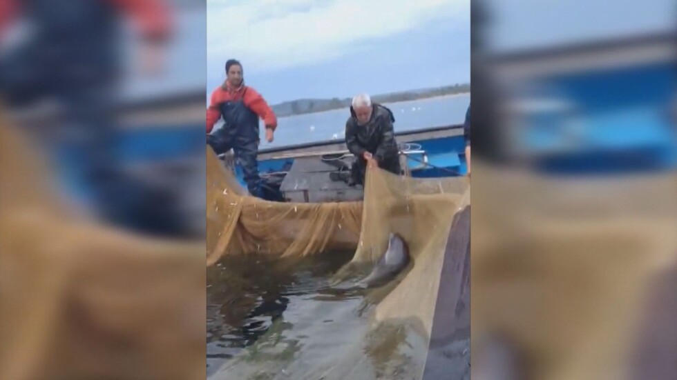 Морско нашествие: Защо рибарските мрежи са пълни с делфини?