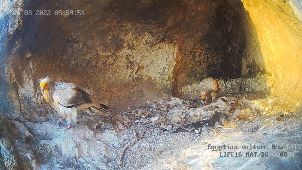 Бебе от световно застрашения вид египетски лешояд се излюпи край Провадия