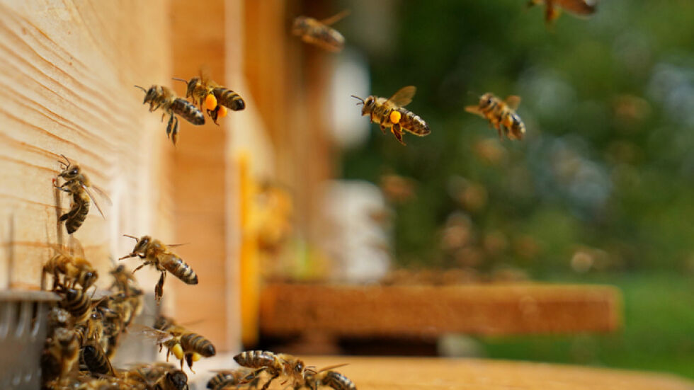 Мъж оцеля по чудо след повече от 250 ужилвания от пчели убийци