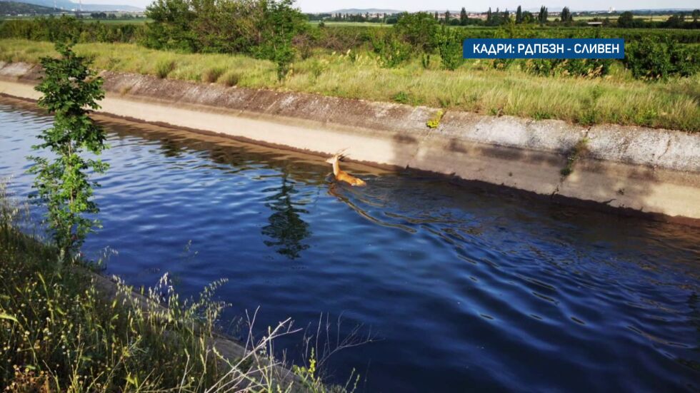 „Когато приближихме, реши да плува в обратна посока“: Как спасиха бедстващ елен в канал в Сливенско?
