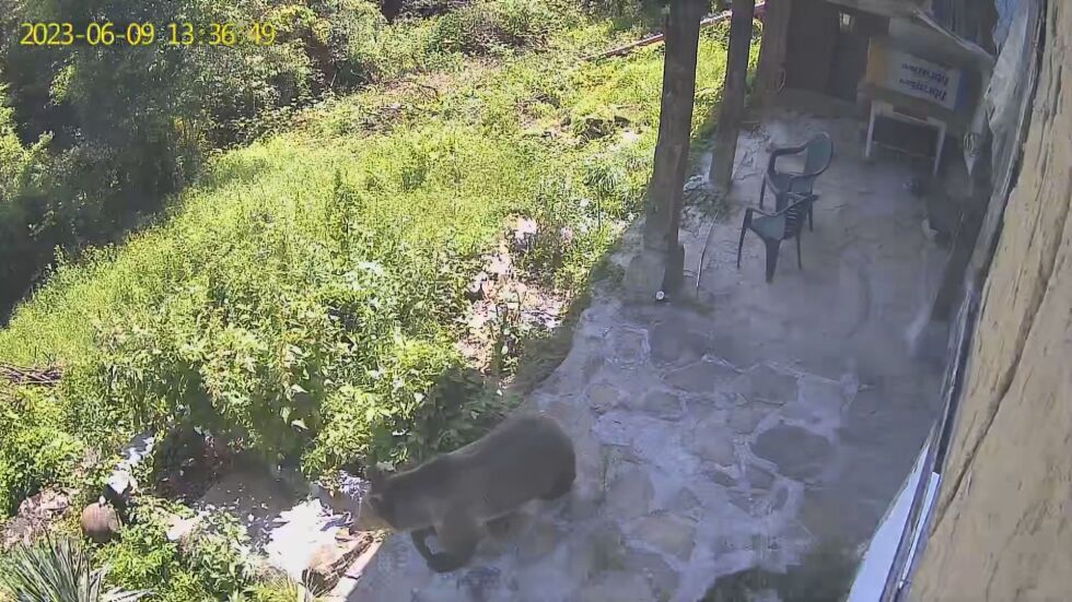 Отново мечка в двор: Зрители на bTV уловиха дивото животно в опасна близост