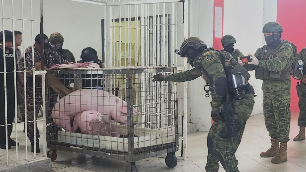 Еквадорски военни конфискуваха прасета и бойни петли от строго охраняван затвор