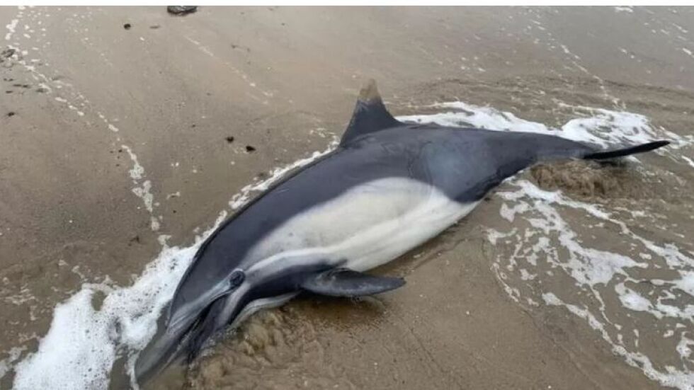 Морски животни заболяват заради токсични водорасли, стотици делфини и тюлени са загинали