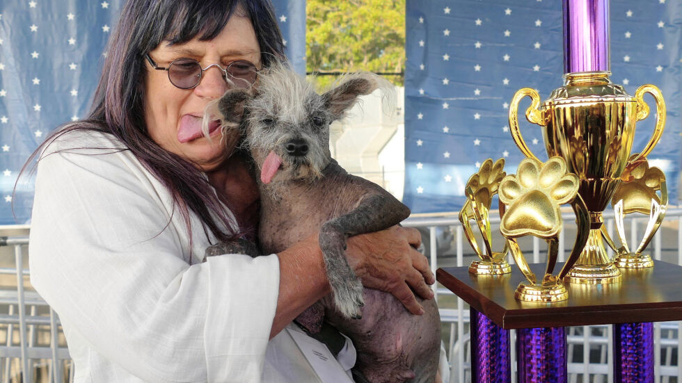 Плешивият и сакат Скутър е най-грозното (и дружелюбно) куче в света