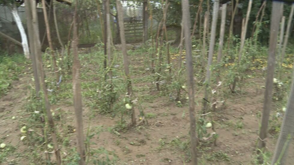  „ От бостана останаха три дини “: Силна стихия и градушка с размера на орех в Кюстендилско 