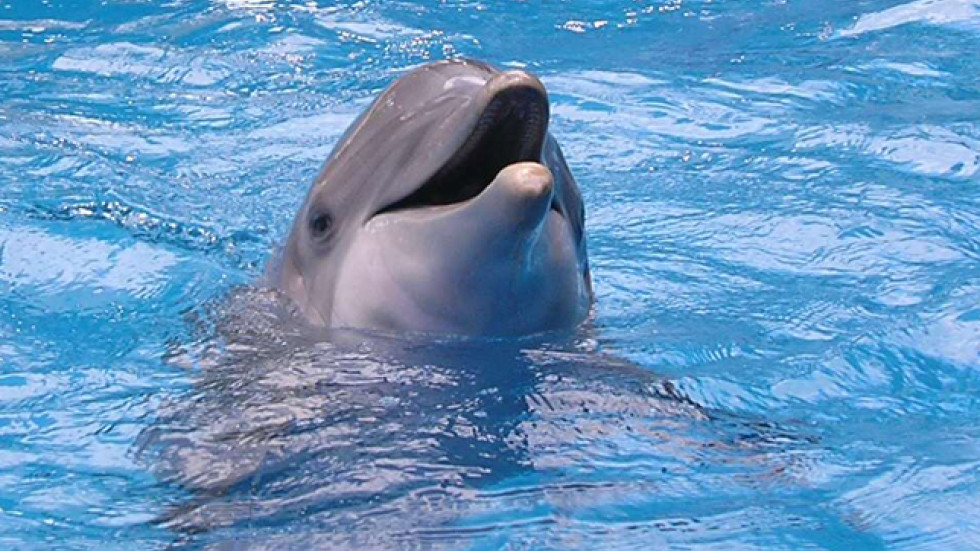 Бебе делфинче почина в делфинариума във Варна
